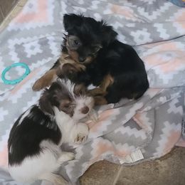 Poodle, Shih Tzu, and Yorkshire Terrier Puppies from Adorable Puppy Paws
