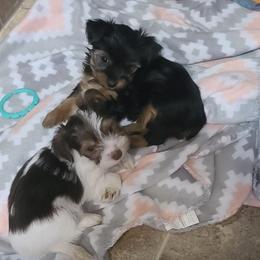 Poodle, Shih Tzu, and Yorkshire Terrier Puppies from Adorable Puppy Paws