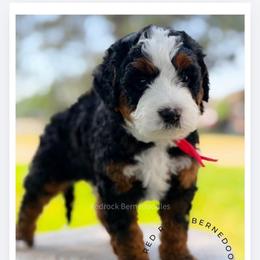 Wrangler - Tri-color male Bernedoodle puppy in Syracuse, Utah from Redrockbernedoodles
