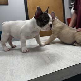 French Bulldog Puppies from A Quality French Bulldogs AZ