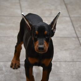 Doberman Pinscher Puppies from Obsidian Kennels