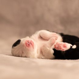 Border Collie Puppies from High Point Border Collies
