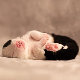 Border Collie Puppies from High Point Border Collies