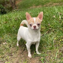 Dr Jekyll - Chihuahua
