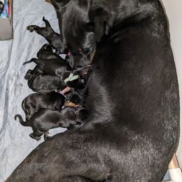 Beauceron puppies from A Mes Cotes