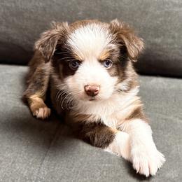 Sophie (AKC and ASDR) - Red tri-color female Miniature American Shepherd puppy in Stockton, Missouri from Kizmit Farmz