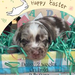 Daisy - Red merle female Australian Shepherd puppy in Marshall, Virginia from Greywood Farm Aussies