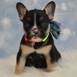 French Bulldog Puppies from Sharp-Noble French Bulldogs