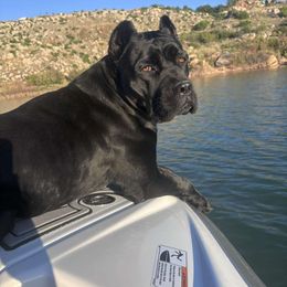 Kona - Cane Corso