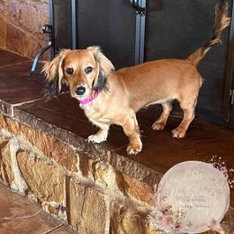 Dachshund Puppies from CSW Dachshunds