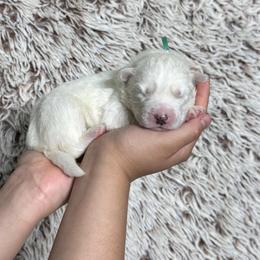 Luca - White male Siberian Husky puppy in Lunenburg, Vermont from SNOW WOOLY HUSKY
