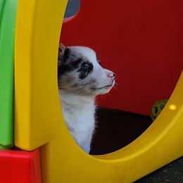 American Corgi Puppies from Wigglebutts American Corgis