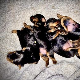 Yorkshire Terrier Puppies from Cutest AKC AZ Yorkies