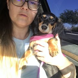 Dachshund All Grown Up from Desert Sunset Dachshunds