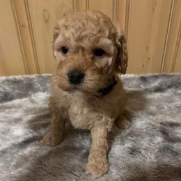 Honey - Apricot female Goldendoodle puppy in Haddam, Kansas from Golden B Acres