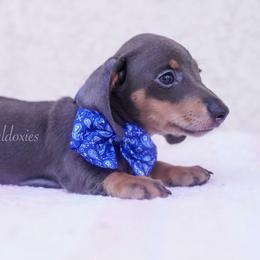 Rex - Blue and tan male Dachshund puppy in Apple Valley, California from Socaldoxies