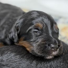 Rolo - Phantom male Bernedoodle puppy in El Campo, Texas from Little Fur Friends Bernedoodles
