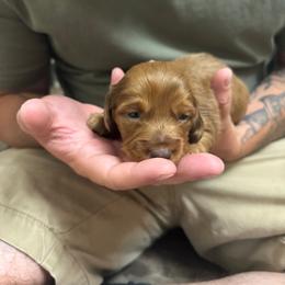 Scarlett - Dapple female Dachshund puppy in Camdenton, Missouri from Camden Line Dachshunds