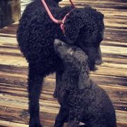 Curly-Coated Retrievers from Kurly Kreek