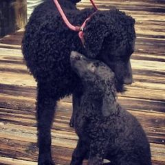 Curly-Coated Retrievers from Kurly Kreek