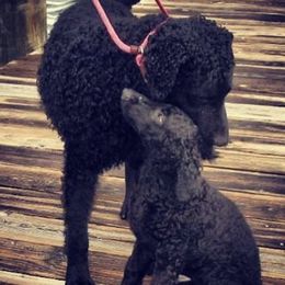 Curly-Coated Retrievers from Kurly Kreek