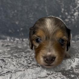Dasher - Dapple male Dachshund puppy in Poteau, Oklahoma from Sisters Dazzling Dachshunds