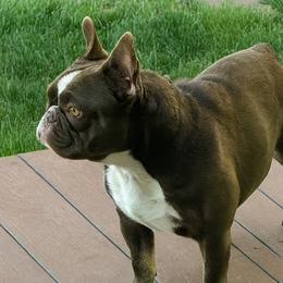 Winnie - French Bulldog