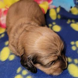 Apollo - Sable male Dachshund puppy in Terlton, Oklahoma from CLARK'S BREEDING PROGRAM