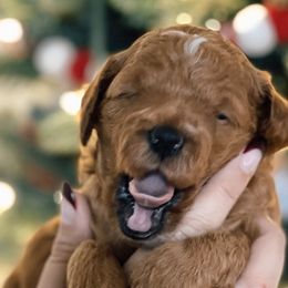 Boy 2 - Goldendoodle puppy in Riverton, Utah from Utah Doodlebug