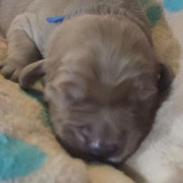 Dark Blue Collar Boy - Cream male Goldendoodle puppy in Newark, New Jersey from Westmorelandislandpups