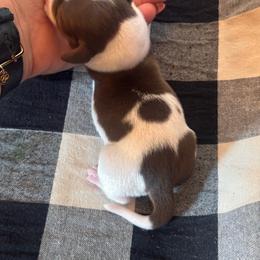 Mia - Chocolate and tan female Dachshund puppy in Corbin, Kentucky from Doxie Dapples