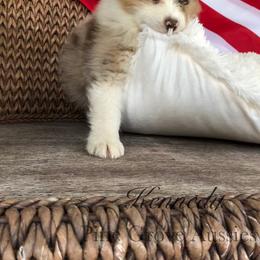 Australian Shepherd Puppies from Pine Grove Aussies