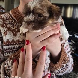 Girl - Chocolate female Havanese puppy in Melba, Idaho from Lawson Havanese