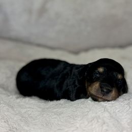 Dolly - Black and tan female Dachshund puppy in Crestview, Florida from Neverending Dachies