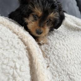 Morkie Puppies from Georgias Finest Puppies