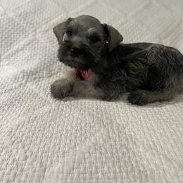 Jackson - Salt and pepper male Miniature Schnauzer puppy in San Diego, California from KMS-Miniature Schnauzers