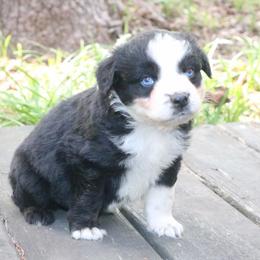 Fern - Black tri-color female Australian Shepherd puppy in Macon, Georgia from Shaina’s Shepherds