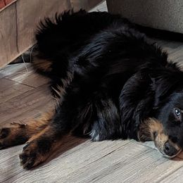 Australian Shepherd and Pomeranian Puppies from Sandy Aussie's
