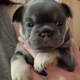 Bullmastiff and French Bulldog Puppies from Fernandes’ Guardians Bullmastiff