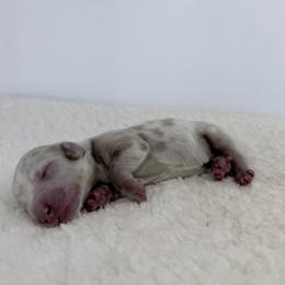 Soleia - Dapple female Dachshund puppy in Sonora, California from HEFFERNAN HOUNDS
