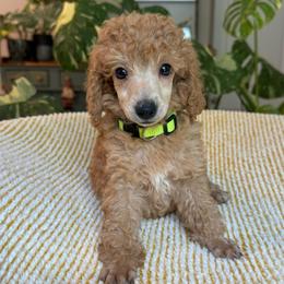 Boy 2 - Apricot male Poodle puppy in Monetta, South Carolina from Moonrise Poodles