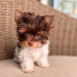 Pumpkin - Tan and white female Yorkshire Terrier puppy in Jacksonville, Florida from Yorktown Yorkies