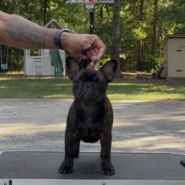 French Bulldog Puppies from Mojave Night French Bulldogs