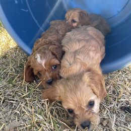 Cavapoo and Shihpoo Puppies from Haus of Doodles