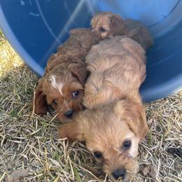 Cavapoo and Shihpoo Puppies from Haus of Doodles