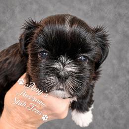 Shih Tzu Puppies from Amy’s Awesome Shih Tzus
