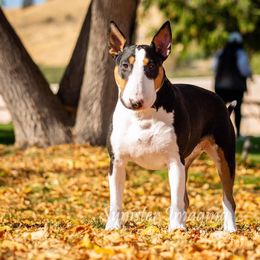 Phay - Bull Terrier