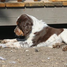 River - English Springer Spaniel