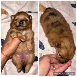 Bingo - Chocolate merle female Pomeranian puppy in Somerset, Kentucky from Perez Pomeranians