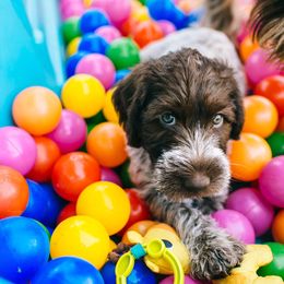 Wirehaired Pointing Griffon Puppies from Cathy West